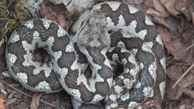 Close up horned viper (Vipera ammodytes) smelling the ait with its tongue