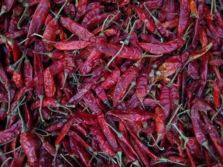 Fototapeta premium Dried red chillies, spicy food ingredients