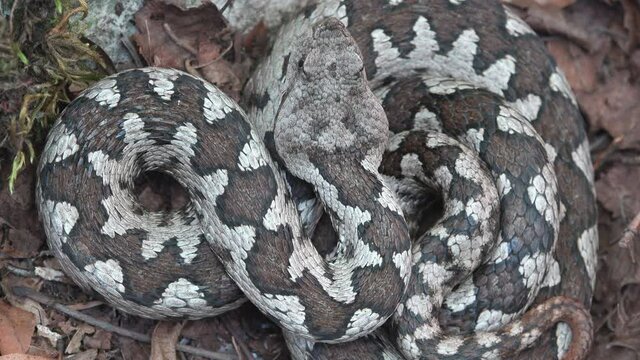 Close-up top view detail of horned viper (Vipera ammodytes) in its habitat