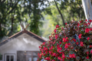 a bunch of red flowers in the garden with a house at the back