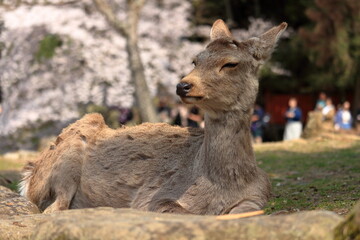 Fototapeta premium 奈良のシカと桜