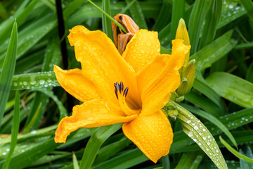 Yellow hemerocallis a spring flowering plant commonly known as daylily, stock photo image