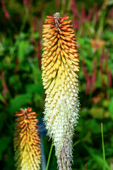 Kniphofia 'Cobra' a summer autumn fall flowering plant with an orange cream summertime flower commonly known as Red Hot Poker or Torchlily, stock photo image