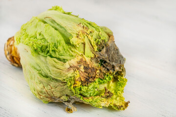 rotten or decay green lettuce salad leaves