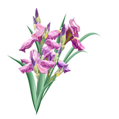 Iris flower isolated on white background. Bouquet of pink spring flowers, vector illustration.