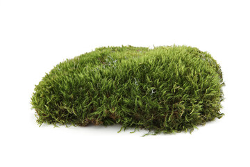 Piece of  green moss  isolated on white  background. Fragment of fresh forest flora moss.