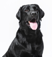 Black labrador dog portrait smile on white background, isolated

