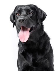 Fototapeta premium Black labrador portrait looking at the camera on a white background, isolated