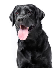 Black labrador portrait looking at the camera on a white background, isolated


