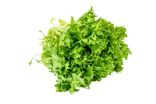 New harvest fresh endive green on isolated white background