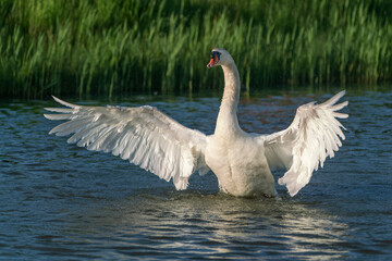  Mute Swan (Cygnus olor) ready to take off with wings spread. Gelderland in the Netherlands.                           