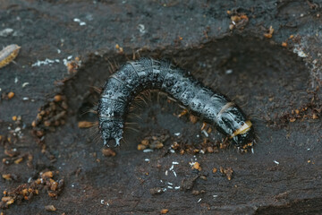 Closeup on the larvae of a clicking beetle Stenagostus rhombeus in the wood of a decaying beech tree