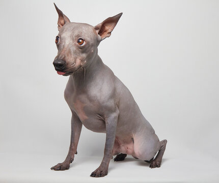 Little funny grey bold scared dog American hairless terrier sitting and looking up with pulled down ears and licking snout by tongue 