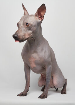 Little funny grey bold dog American hairless terrier sitting and looking to the side and licking snout by tongue because want to eat