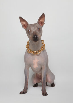 Absolutely bold rare breed dog grey American hairless terrier with gold chain collar posing calmly sitting and looking to camera on white background