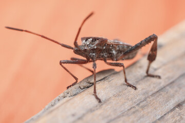 Western seed beetle of coniferous trees Leptoglossus occidentalis on a wooden background