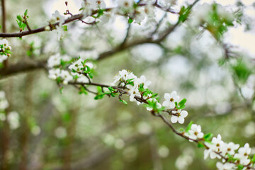Branches of Blooming cherry tree flowers for easter and spring greeting cards with copy space, Beautiful floral spring background of nature, springtime concept