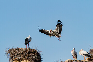 Weissstorch im Anflug mit Nistmaterial