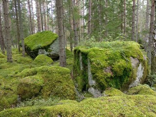 Stark bemooste Waldflächen