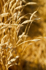 Fototapeta premium Close up wheat harvest, wheat field background in the sun day, summer, agriculture..