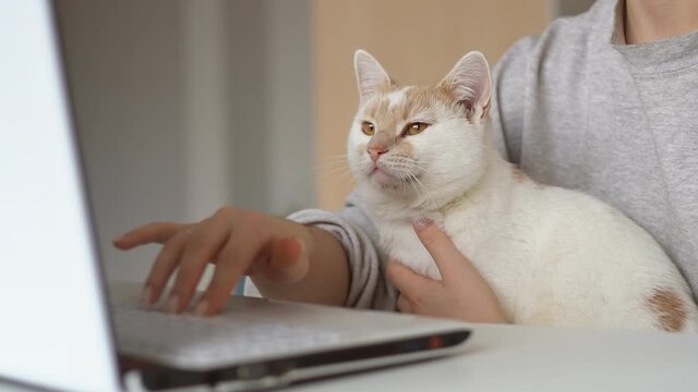 Young woman with her cute cat using laptop at home. Working and studying with pet.