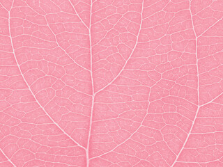 Naklejka na ściany i meble Leaf of fruit tree close up. Pink mosaic pattern of veins and plant cells. Abstract tinted background or wallpaper. Macro