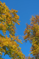 Obraz premium feuillage d'automne