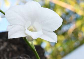 white orchid flower