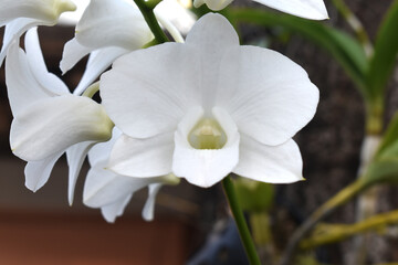 white iris flower