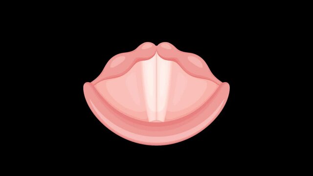 声帯の動画素材_発声_アニメーション_息継ぎあり