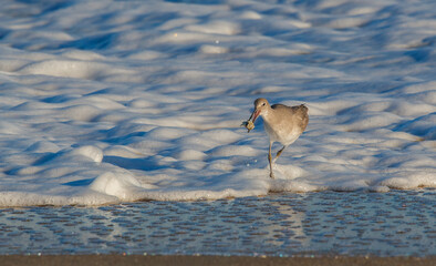 Willet sandpiper on ocean beach