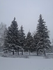 snow covered trees in the forest