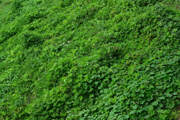 Fototapeta na wymiar 緑の葉の背景