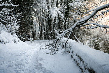 Trees and road covered with snow, white winter landscape