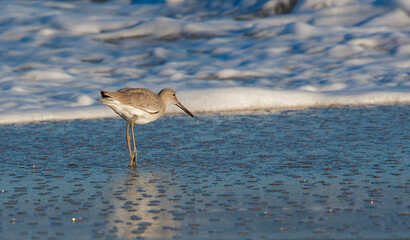 Willet sandpiper on ocean beach