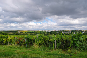Obraz premium Vineyards on the village background in Germany. Rheinhessen wine region.