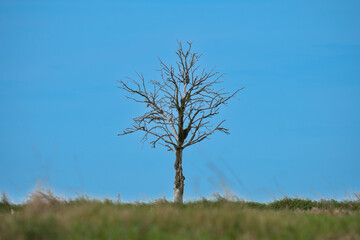 A lonely dead tree in the field, dry and without leaves 