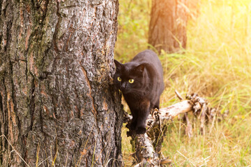 Cute black bombay cat on tree branch in forest outdoors on nature in sunlight, wildlife