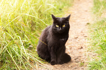 Naklejka na ściany i meble Beautiful Black cat with yellow eyes and attentive look sits outdoor ingreen grass in nature in sunlight