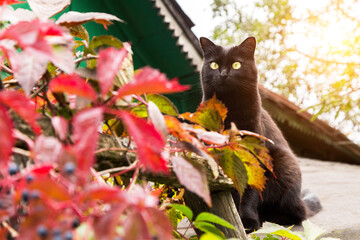 Fototapeta na wymiar Beautiful black bombay cat portrait sit on roof in autumn nature in sunlight, with fall ivy red colorful leaves 