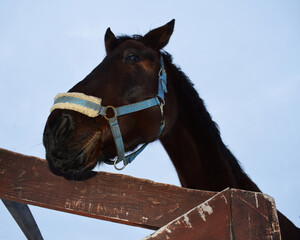 A free-range horse. Bad habits of the horse. Funny horse face.