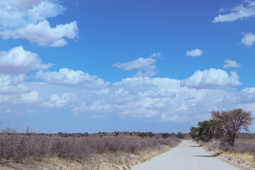 Obraz premium Dirt Road in the Kgalagadi