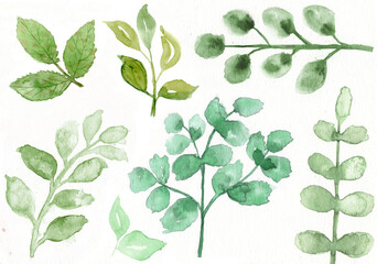 Watercolor Painting Green Leaves Set 