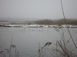
lebedi zimoy
swans in winter