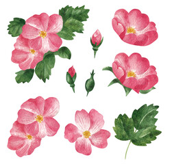 Pink rosehip flowers. Watercolor set.