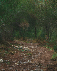 Colla Micheri