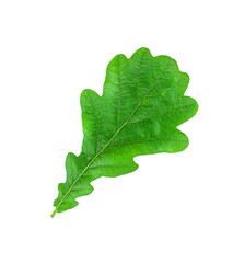 One oak leaf is isolated on a white background
