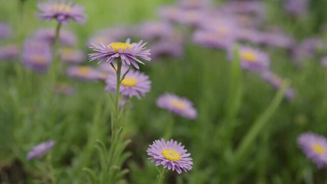 Slow motion purple alpine aster flowers closeup