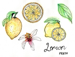 Watercolor Painting Yellow Lemons