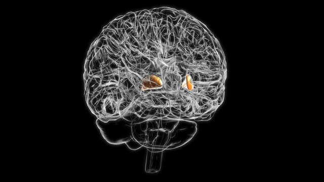 Brain globus pallidus Anatomy For Medical Concept 3D animation